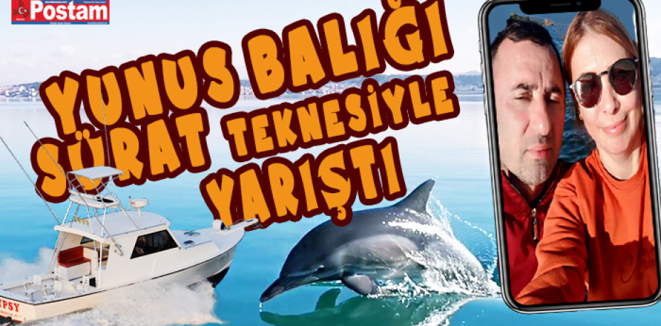 Ayvalık’ta  yunus balığı sürat teknesine meydan okudu