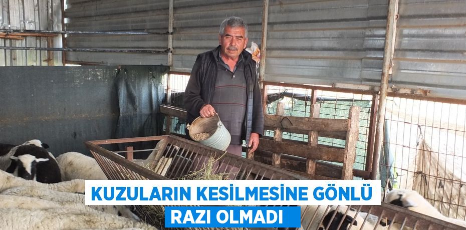 Kuzuların kesilmesine gönlü razı olmadı