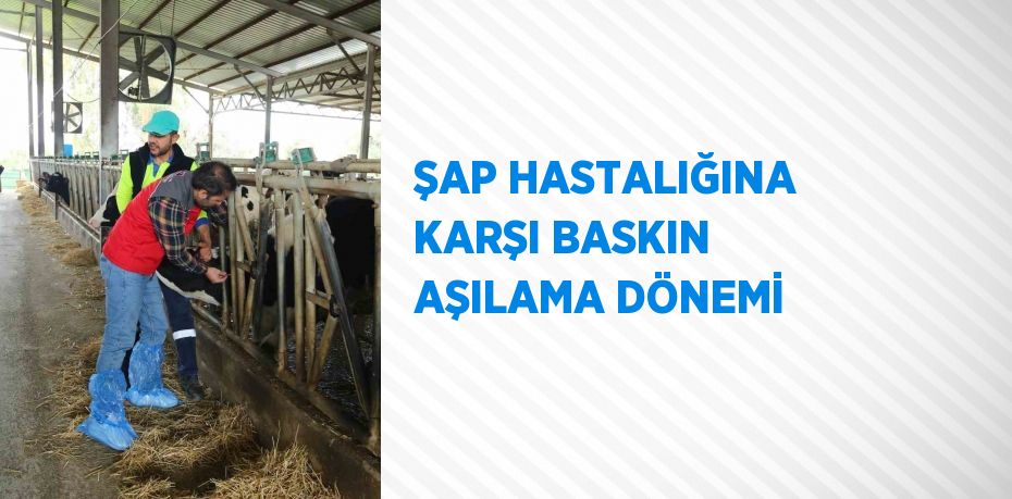 ŞAP HASTALIĞINA KARŞI BASKIN AŞILAMA DÖNEMİ
