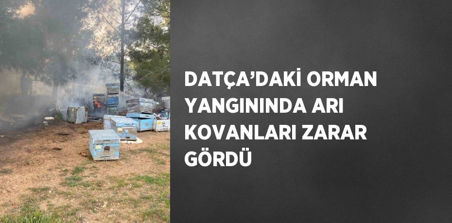 DATÇA’DAKİ ORMAN YANGININDA ARI KOVANLARI ZARAR GÖRDÜ