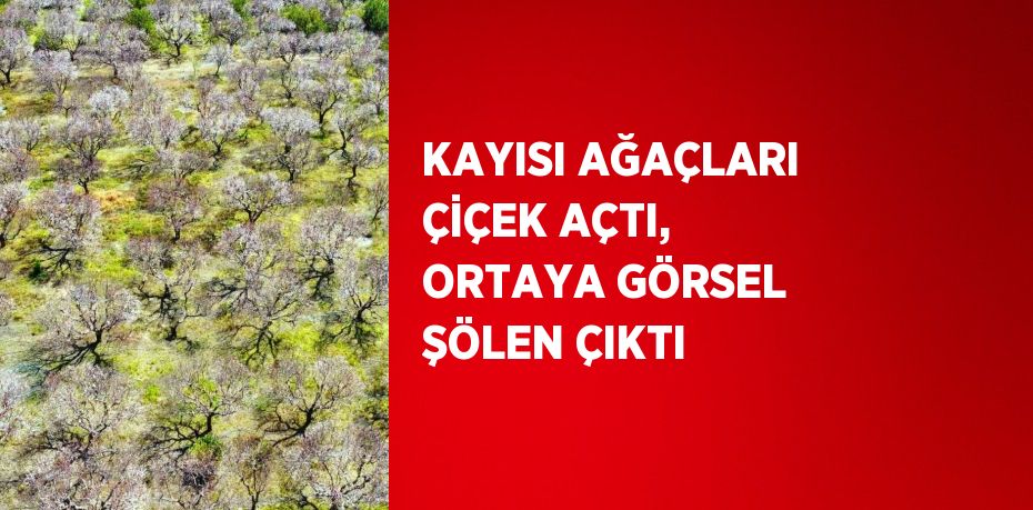 KAYISI AĞAÇLARI ÇİÇEK AÇTI, ORTAYA GÖRSEL ŞÖLEN ÇIKTI