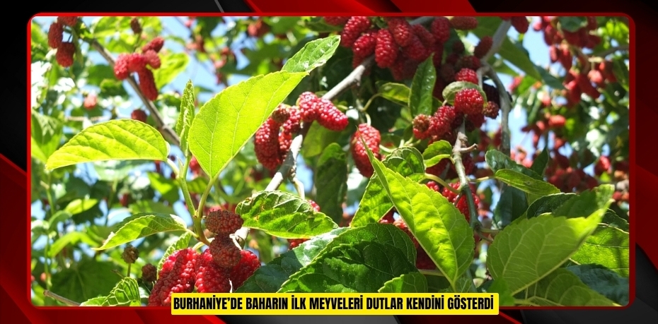 Burhaniye’de baharın ilk meyveleri dutlar kendini gösterdi