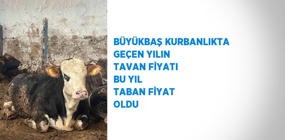 BÜYÜKBAŞ KURBANLIKTA GEÇEN YILIN TAVAN FİYATI BU YIL TABAN FİYAT OLDU