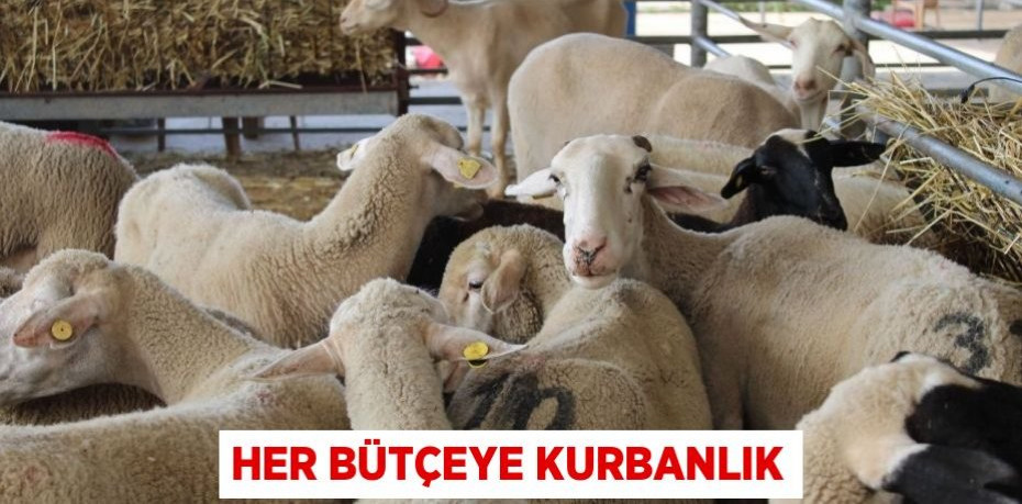 Her bütçeye kurbanlık