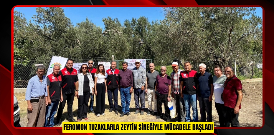 Feromon tuzaklarla zeytin sineğiyle mücadele başladı