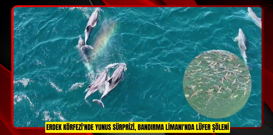 Erdek Körfezi'nde yunus sürprizi, Bandırma Limanı'nda lüfer şöleni