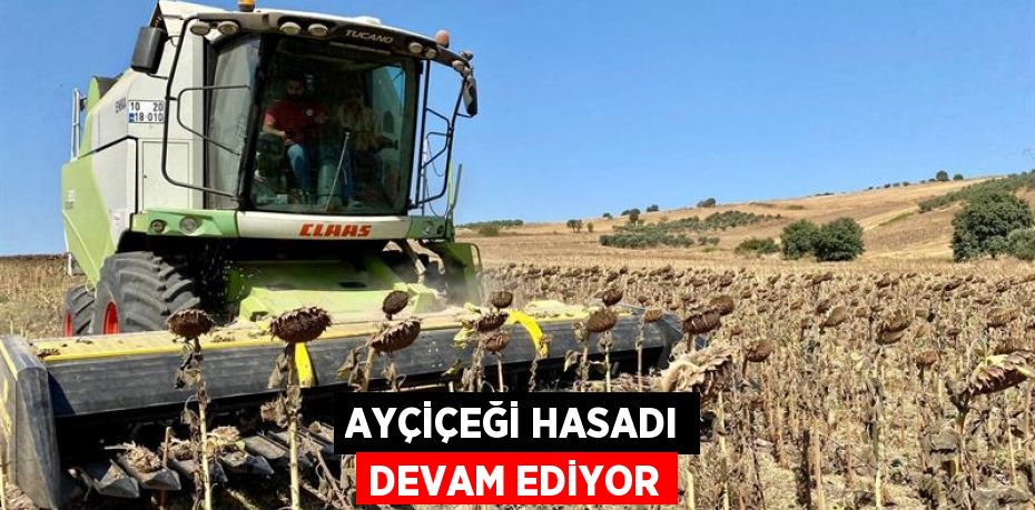 Ayçiçeği Hasadı Devam Ediyor