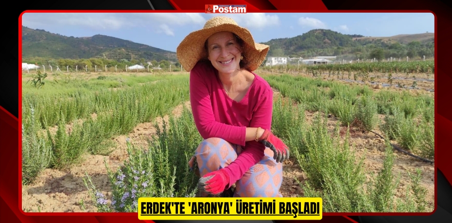 Erdek'te 'aronya' üretimi başladı