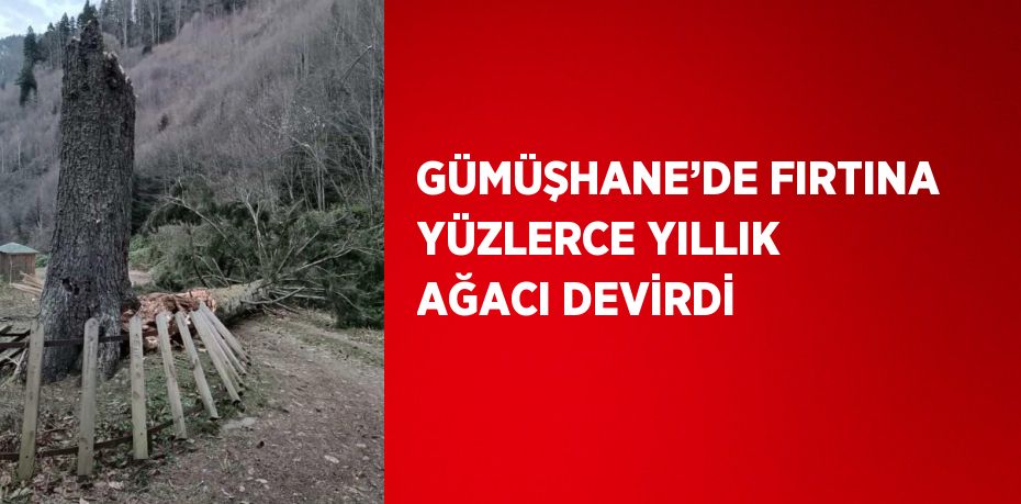 GÜMÜŞHANE’DE FIRTINA YÜZLERCE YILLIK AĞACI DEVİRDİ