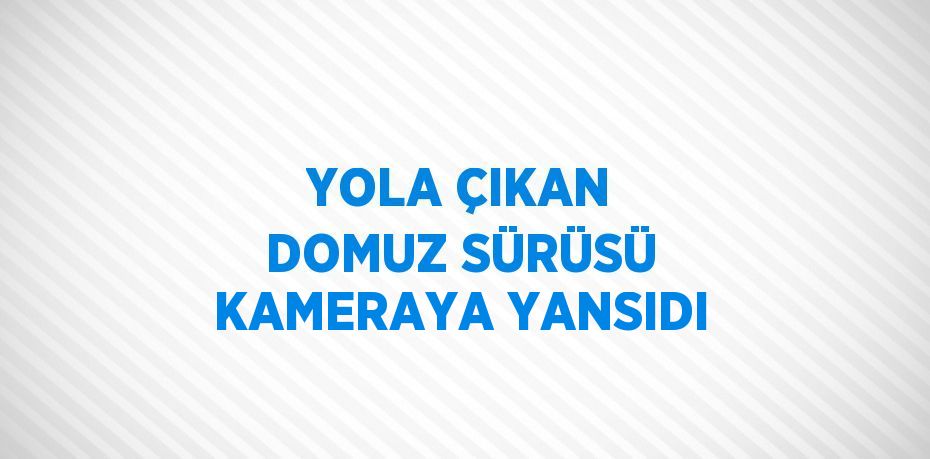 YOLA ÇIKAN DOMUZ SÜRÜSÜ KAMERAYA YANSIDI