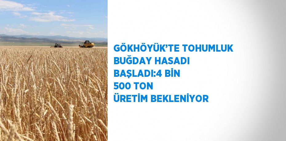 GÖKHÖYÜK’TE TOHUMLUK BUĞDAY HASADI BAŞLADI:4 BİN 500 TON ÜRETİM BEKLENİYOR