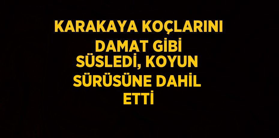 KARAKAYA KOÇLARINI DAMAT GİBİ SÜSLEDİ, KOYUN SÜRÜSÜNE DAHİL ETTİ