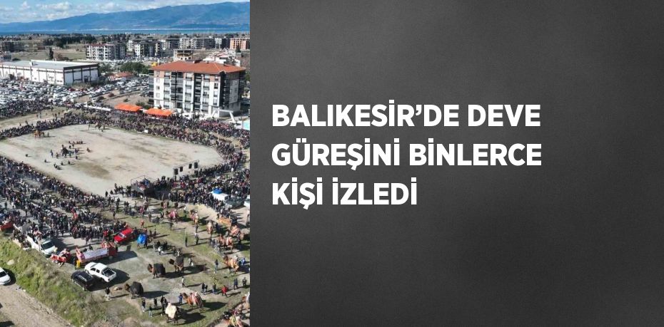BALIKESİR’DE DEVE GÜREŞİNİ BİNLERCE KİŞİ İZLEDİ