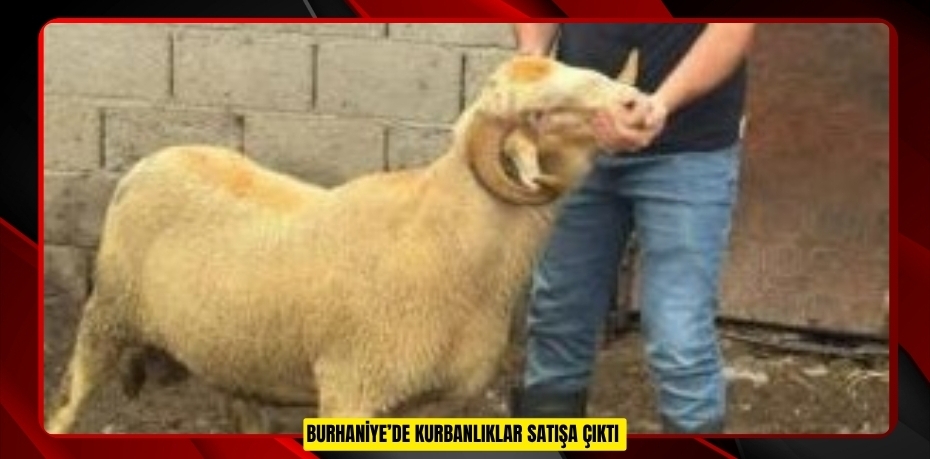 Burhaniye’de kurbanlıklar satışa çıktı  