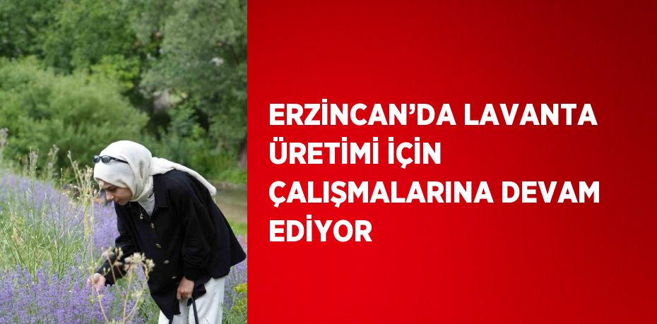 ERZİNCAN’DA LAVANTA ÜRETİMİ İÇİN ÇALIŞMALARINA DEVAM EDİYOR