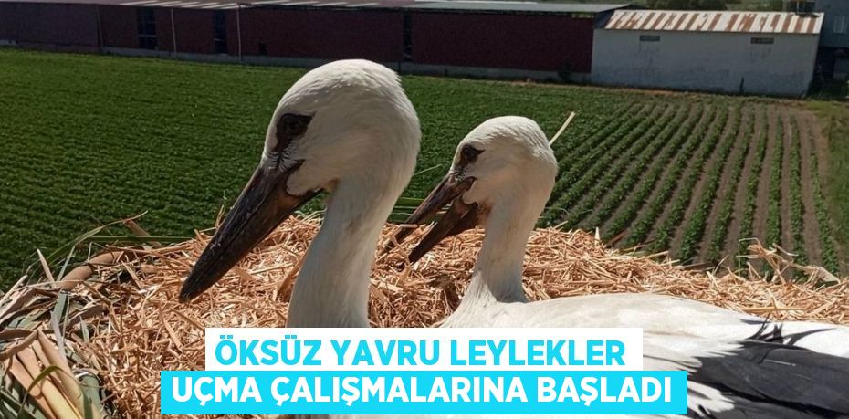 ÖKSÜZ YAVRU LEYLEKLER UÇMA ÇALIŞMALARINA BAŞLADI