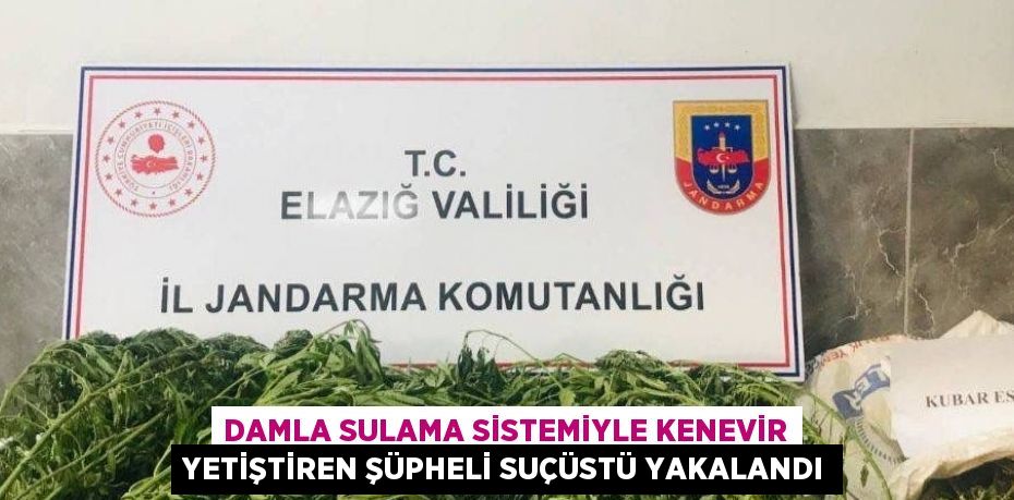 DAMLA SULAMA SİSTEMİYLE KENEVİR YETİŞTİREN ŞÜPHELİ SUÇÜSTÜ YAKALANDI