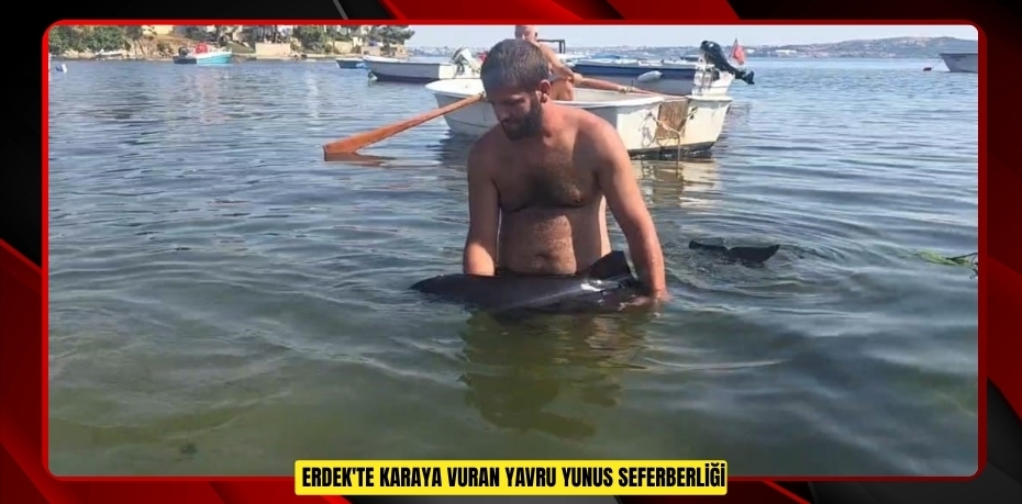 Erdek'te karaya vuran yavru yunus seferberliği