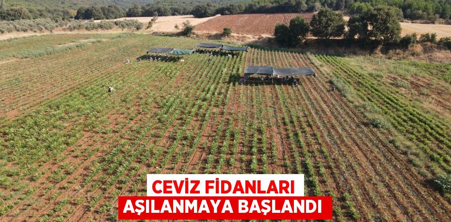Ceviz fidanları aşılanmaya başlandı