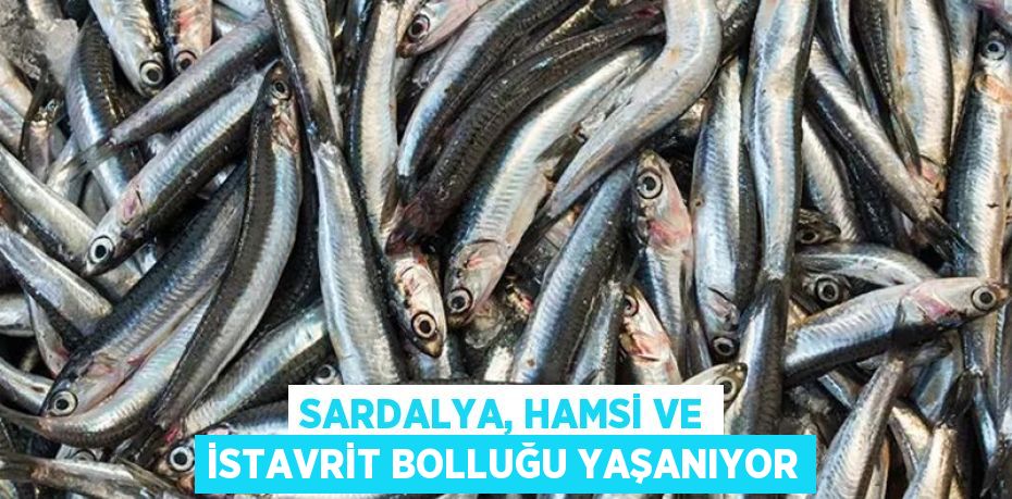 Sardalya, hamsi ve istavrit bolluğu yaşanıyor