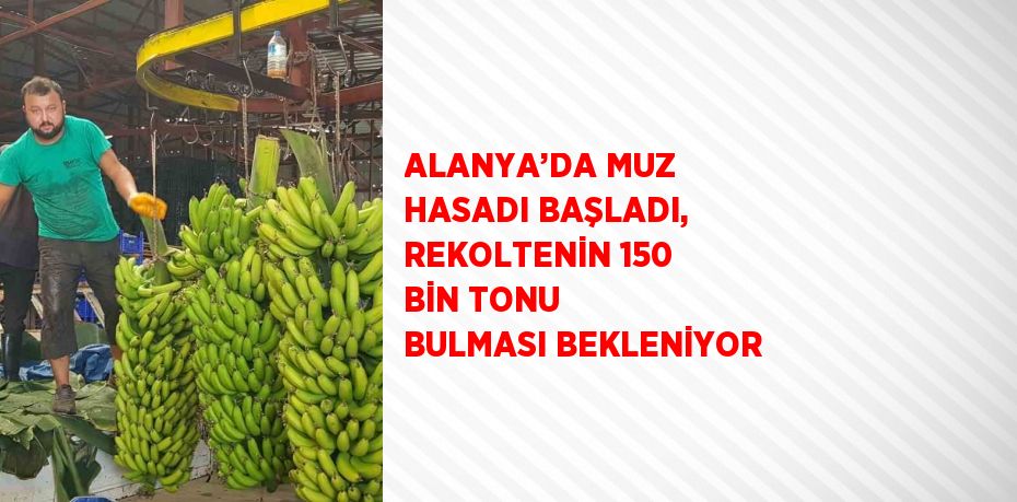 ALANYA’DA MUZ HASADI BAŞLADI, REKOLTENİN 150 BİN TONU BULMASI BEKLENİYOR
