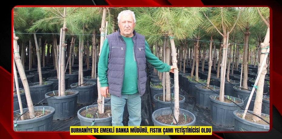 Burhaniye’de emekli banka müdürü, fıstık çamı yetiştiricisi oldu  