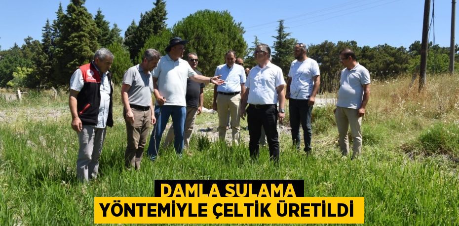 Damla sulama yöntemiyle çeltik üretildi