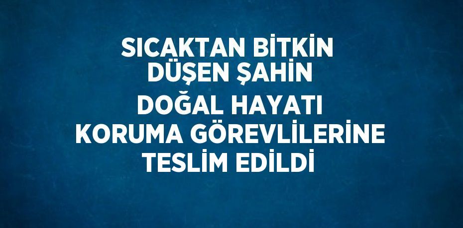 SICAKTAN BİTKİN DÜŞEN ŞAHİN DOĞAL HAYATI KORUMA GÖREVLİLERİNE TESLİM EDİLDİ