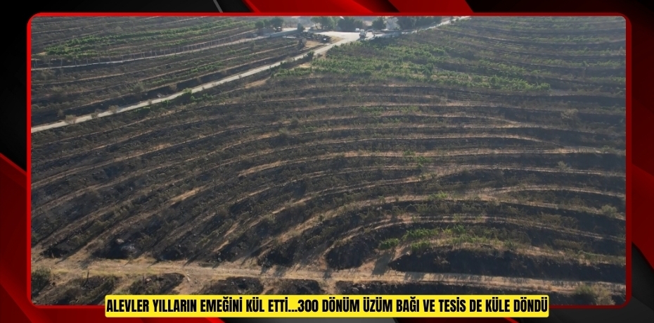 Alevler yılların emeğini kül etti...300 dönüm üzüm bağı ve tesis de küle döndü