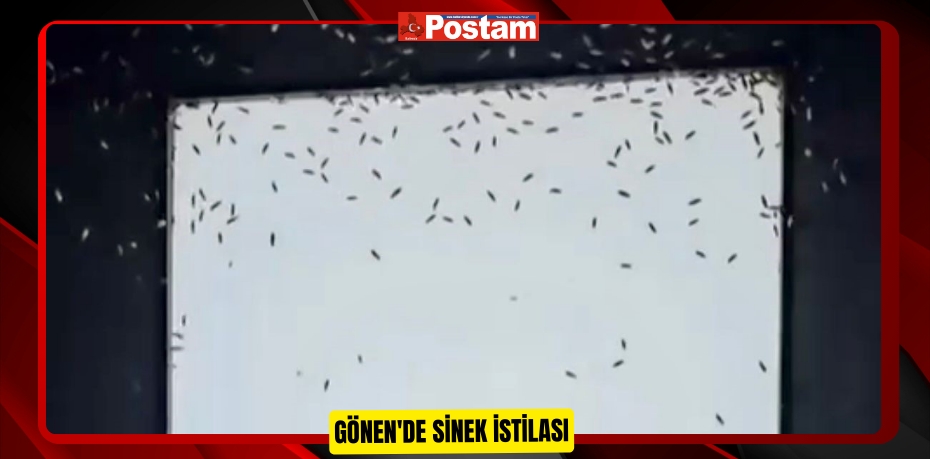 Gönen'de sinek istilası