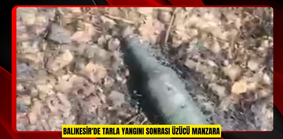 Balıkesir'de tarla yangını sonrası üzücü manzara