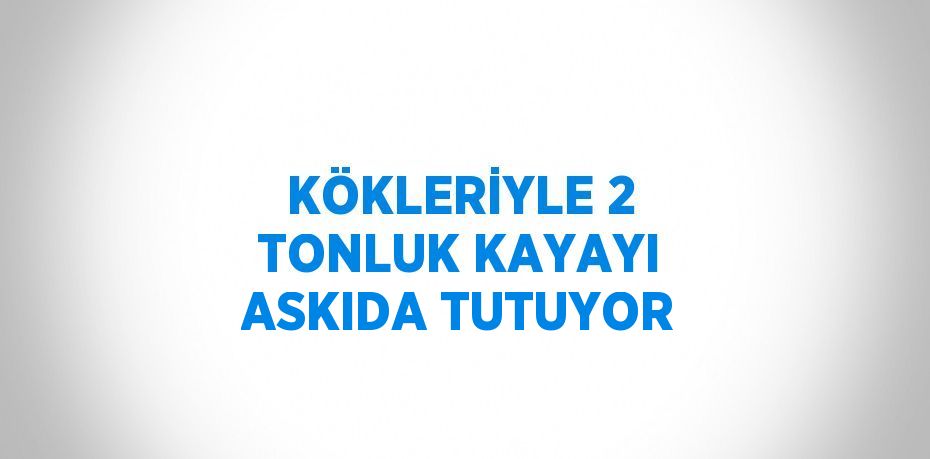 KÖKLERİYLE 2 TONLUK KAYAYI ASKIDA TUTUYOR