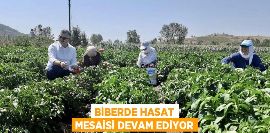 Biberde Hasat Mesaisi Devam Ediyor