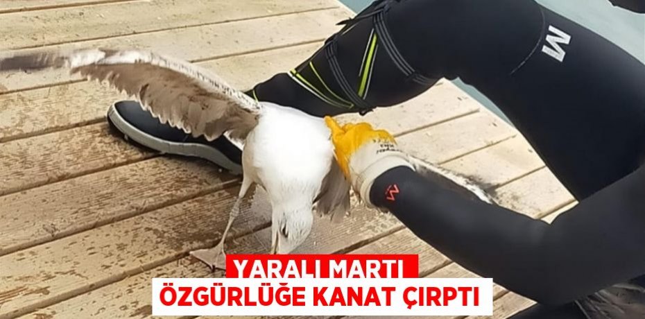 Yaralı martı özgürlüğe kanat çırptı