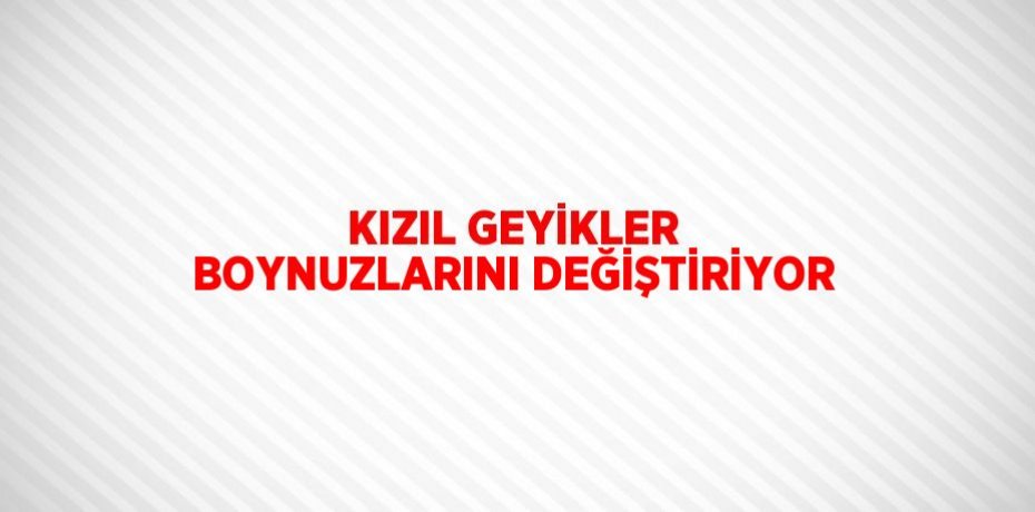 KIZIL GEYİKLER BOYNUZLARINI DEĞİŞTİRİYOR