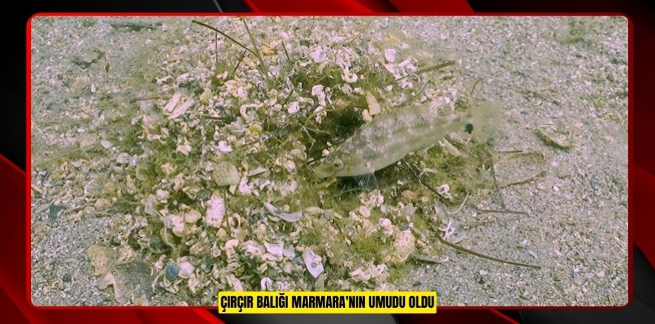 Çırçır balığı Marmara'nın umudu oldu  