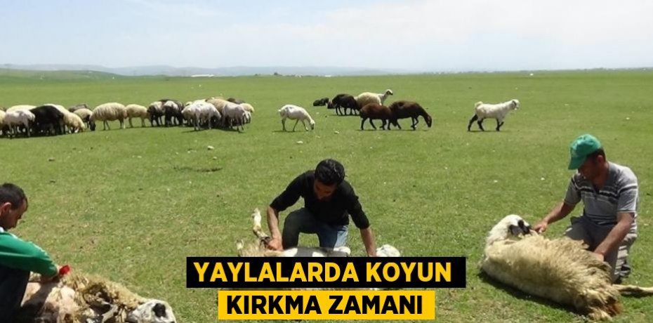 YAYLALARDA KOYUN KIRKMA ZAMANI