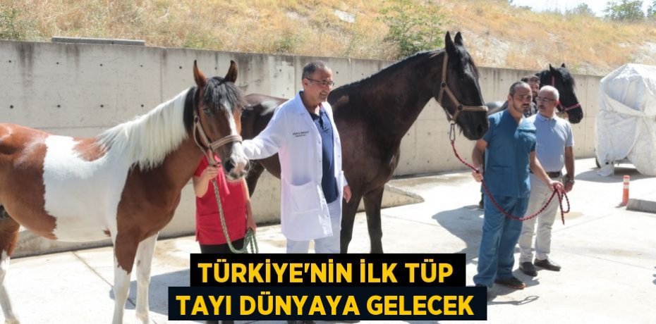 Türkiye'nin ilk tüp tayı dünyaya gelecek
