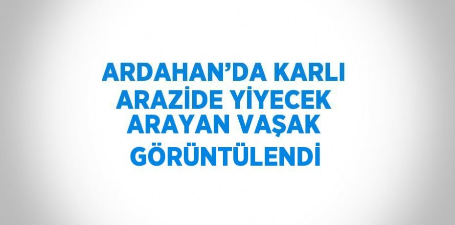 ARDAHAN’DA KARLI ARAZİDE YİYECEK ARAYAN VAŞAK GÖRÜNTÜLENDİ