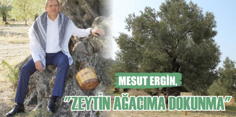 MESUT ERGİN, "ZEYTİN AĞACIMA DOKUNMA"