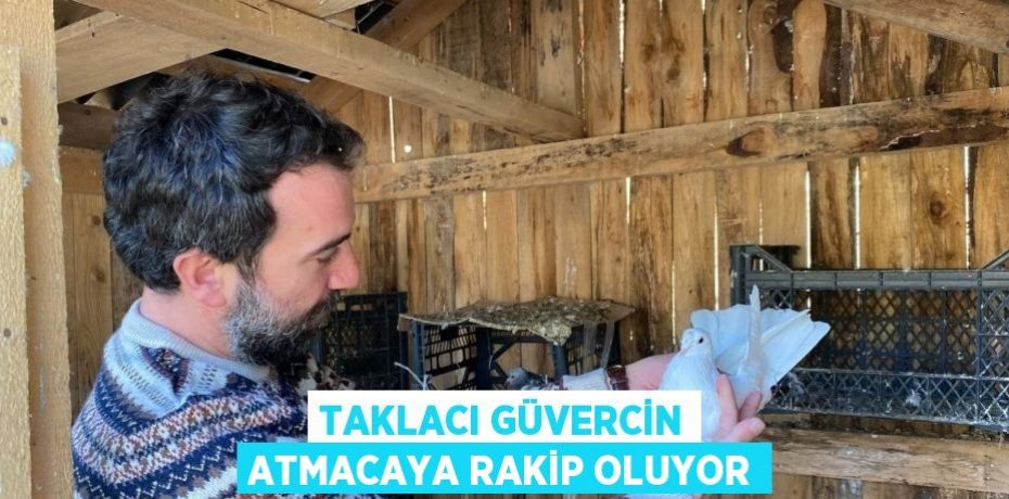 TAKLACI GÜVERCİN ATMACAYA RAKİP OLUYOR