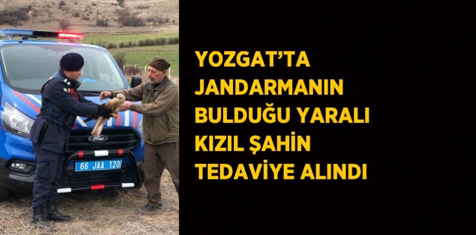 YOZGAT’TA JANDARMANIN BULDUĞU YARALI KIZIL ŞAHİN TEDAVİYE ALINDI