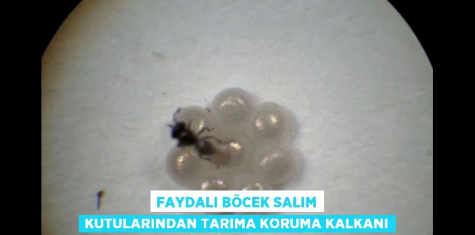 FAYDALI BÖCEK SALIM KUTULARINDAN TARIMA KORUMA KALKANI