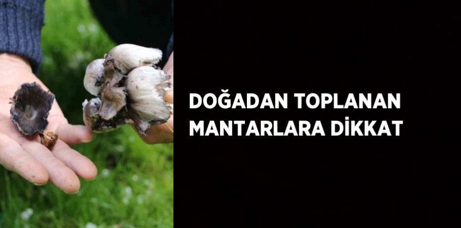 DOĞADAN TOPLANAN MANTARLARA DİKKAT