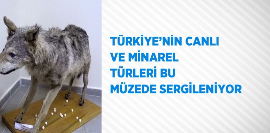 TÜRKİYE’NİN CANLI VE MİNAREL TÜRLERİ BU MÜZEDE SERGİLENİYOR