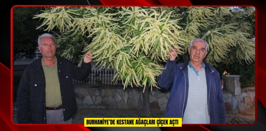  Burhaniye’de kestane ağaçları çiçek açtı  