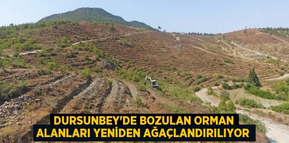 Dursunbey'de Bozulan Orman Alanları Yeniden Ağaçlandırılıyor