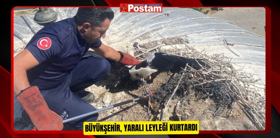 Büyükşehir, yaralı leyleği kurtardı