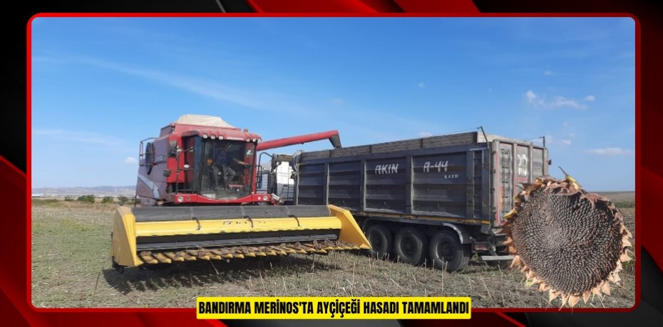 Bandırma Merinos'ta ayçiçeği hasadı tamamlandı