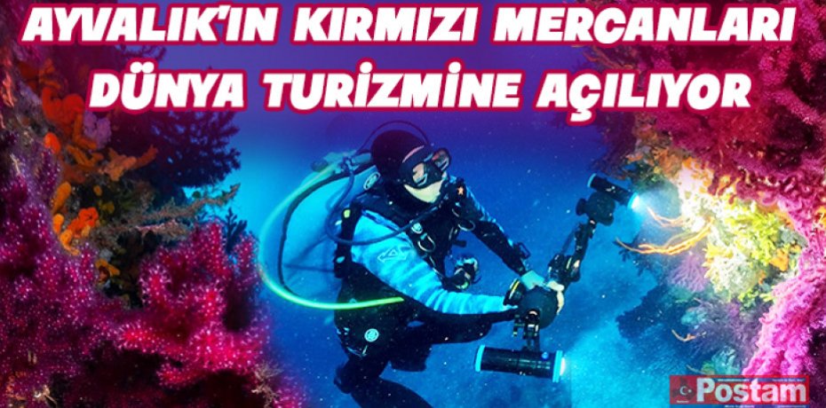 Kırmızı mercanlar  sanat eserine dönüşüyor